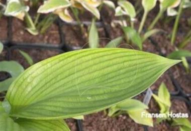 Hosta Ersatz