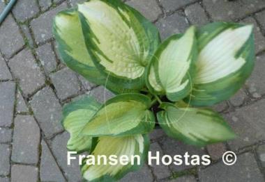 Hosta Eskimo Pie
