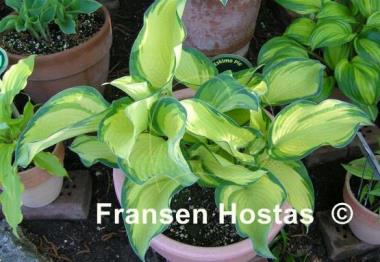 Hosta Eskimo Pie