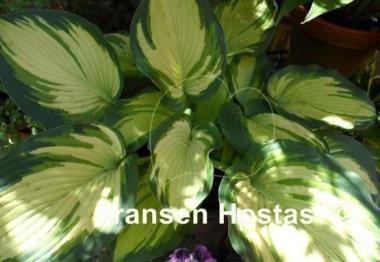 Hosta Eskimo Pie