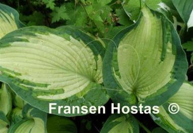 Hosta Eskimo Pie