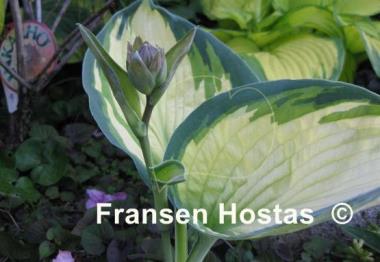 Hosta Eskimo Pie