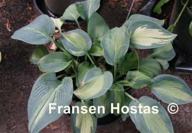 Hosta Eskimo Pie