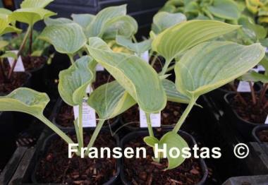 Hosta Essence of Paradise