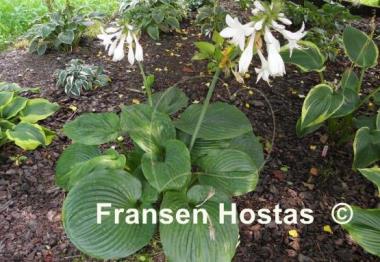 Hosta Essence of Summer
