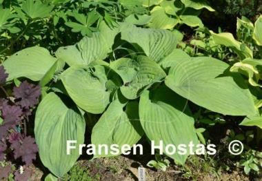 Hosta Essence of Summer