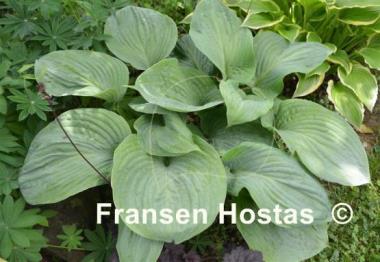 Hosta Essence of Summer