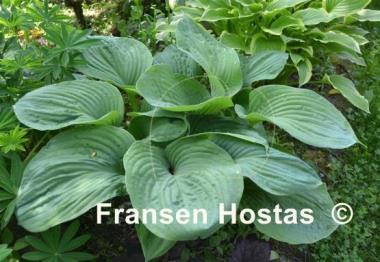 Hosta Essence of Summer