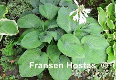 Hosta Essence of Summer