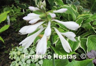 Hosta Essence of Summer