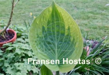 Hosta Essence of Sunset