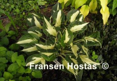 Hosta Eternal Flame