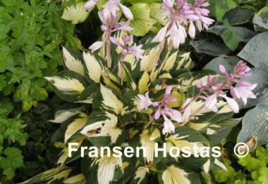 Hosta Eternal Flame