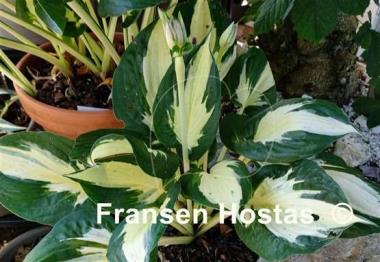 Hosta Eternal Flame