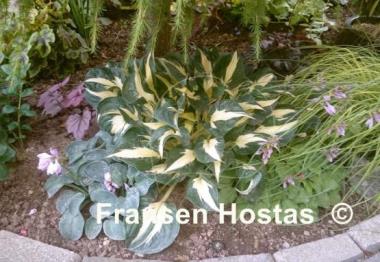 Hosta Eternal Flame