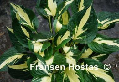 Hosta Eternal Flame