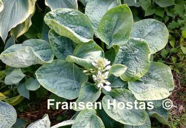 Hosta Evelyn McCafferty