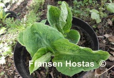 Hosta Evelyn McCafferty