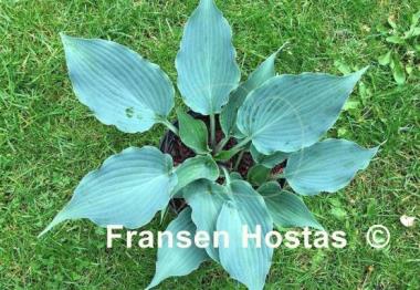 Hosta Evening Blush