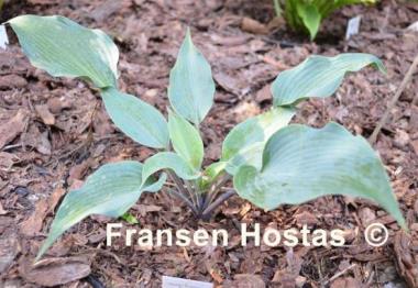 Hosta Evening Blush