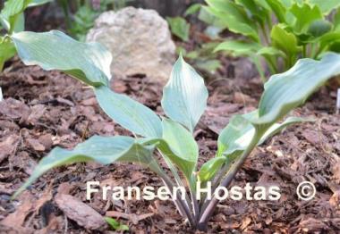 Hosta Evening Blush
