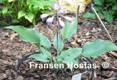 Hosta Evening Blush