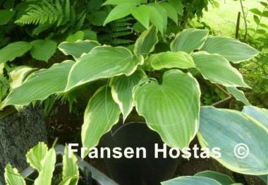 Hosta Eventide