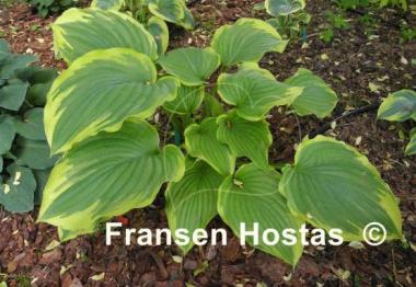 Hosta Eventide