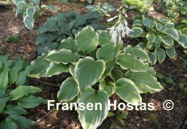 Hosta Eventide