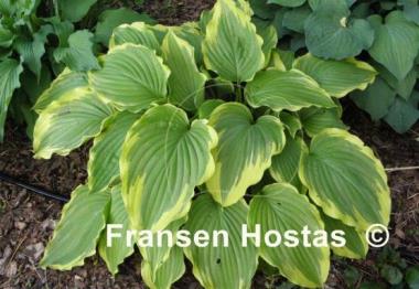 Hosta Eventide