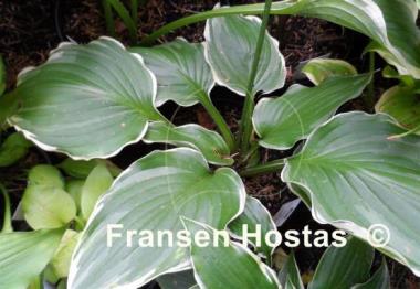 Hosta Eventide