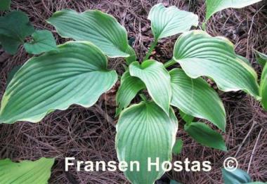 Hosta Eventide