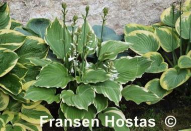 Hosta Eventide