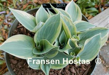 Hosta Everlasting Love