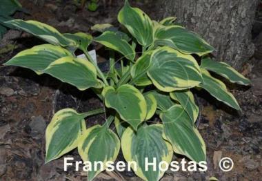 Hosta Everlasting Love