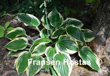 Hosta Everlasting Love