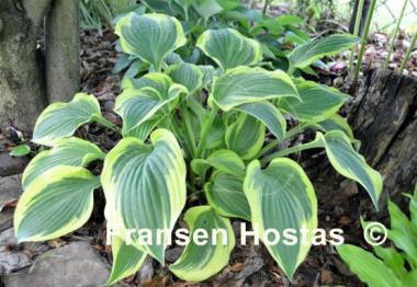 Hosta Everlasting Love