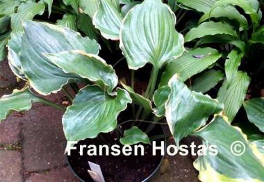 Hosta Excellent Candy