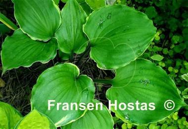 Hosta Excellent Candy
