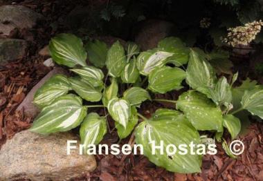 Hosta Exotic Dancer