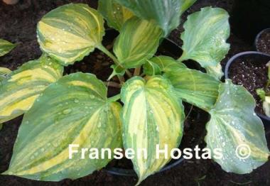 Hosta Exotic Dancer