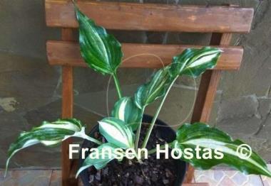 Hosta Exotic Dancer