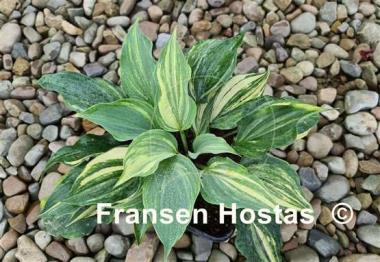 Hosta Exotic Dancer
