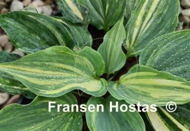 Hosta Exotic Dancer