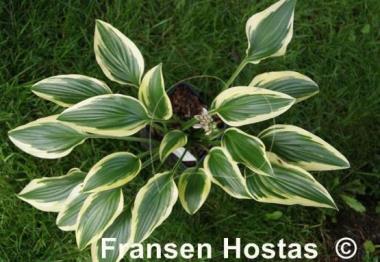 Hosta Exotic Presentation