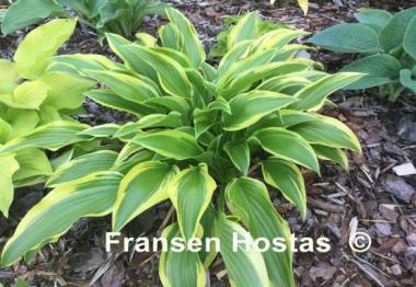 Hosta Exotic Presentation