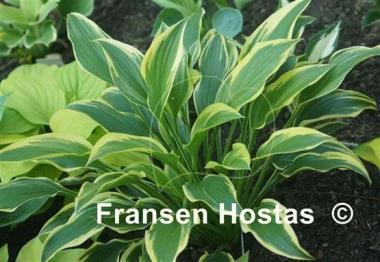 Hosta Exotic Presentation