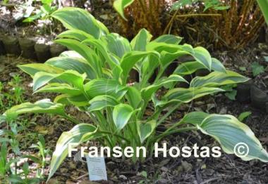 Hosta Exotic Presentation