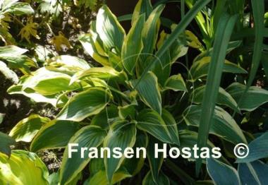 Hosta Exotic Presentation