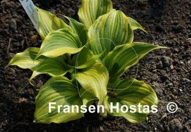 Hosta Exotic Treasure